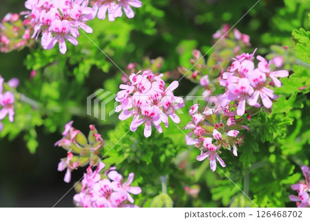 Full bloom of fragrant hollyhock (Pelargonium nigricans) Full bloom of fragrant hollyhock (Pelargonium nigricans) 126468702