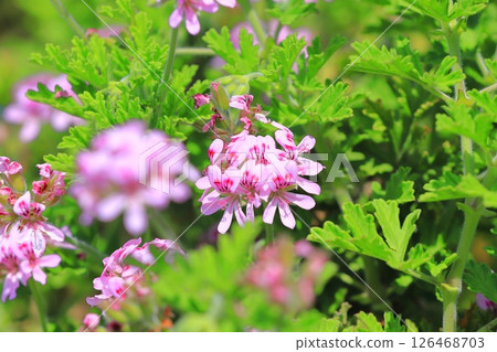 Full bloom of fragrant hollyhock (Pelargonium nigricans) Full bloom of fragrant hollyhock (Pelargonium nigricans) 126468703