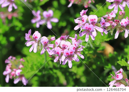Full bloom of fragrant hollyhock (Pelargonium nigricans) Full bloom of fragrant hollyhock (Pelargonium nigricans) 126468704