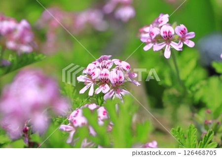 Full bloom of fragrant hollyhock (Pelargonium nigricans) 126468705