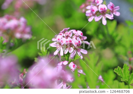 Full bloom of fragrant hollyhock (Pelargonium nigricans) Full bloom of fragrant hollyhock (Pelargonium nigricans) 126468706