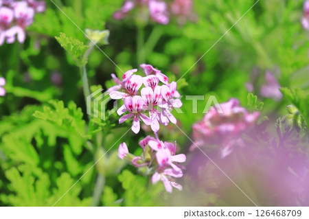 Full bloom of fragrant hollyhock (Pelargonium nigricans) 126468709