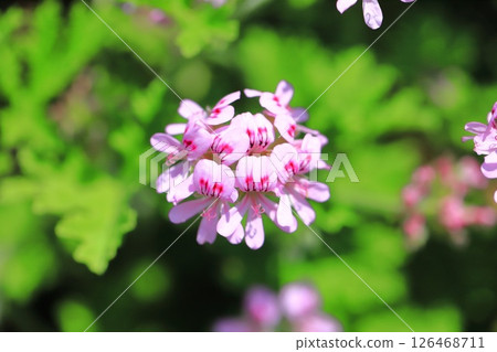 盛開的香蜀葵(天竺葵) 盛開的香蜀葵(天竺葵) 126468711