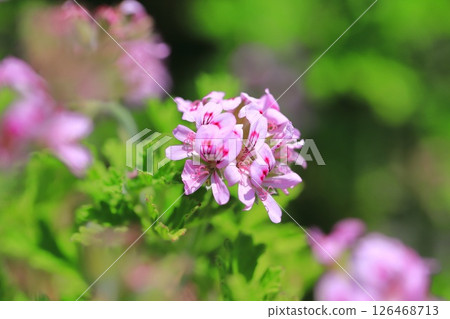Full bloom of fragrant hollyhock (Pelargonium nigricans) 126468713