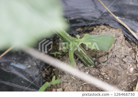 Cucumber field in late May 126468730