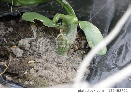 Cucumber field in late May Cucumber field in late May 126468731