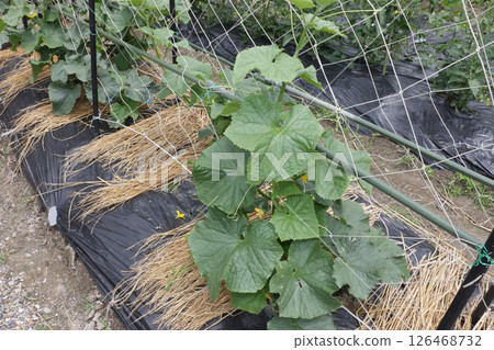 Cucumber field in late May 126468732