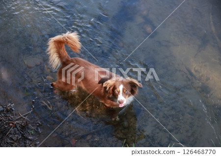 Brown dog is in the water, looking up at the camera 126468770