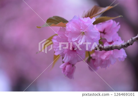 池町河沿岸成排的重瓣櫻花樹 池町河沿岸成排的重瓣櫻花樹 126469101