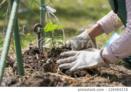 Senior woman planting cucumber seedlings 126469158