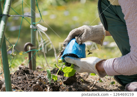 種植黃瓜幼苗的高級婦女 種植黃瓜幼苗的高級婦女 126469159