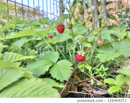 Wild strawberry 126469251