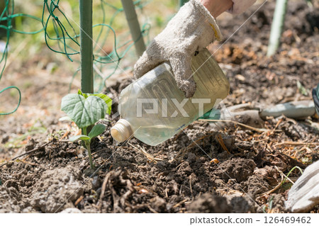 Senior woman watering cucumber seedlings Senior woman watering cucumber seedlings 126469462