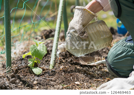 Senior woman watering cucumber seedlings Senior woman watering cucumber seedlings 126469463