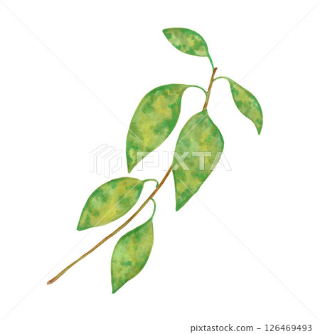 Branch with avocado leaves. Watercolor and marker illustration. Hand drawn isolated art. Plant branch with greenery. Botanical green branch. Fruit foliage sketch for packaging design with greenery Branch with avocado leaves. Watercolor and marker illustration. Hand drawn isolated art. Plant branch with greenery. Botanical green branch. Fruit foliage sketch for packaging design with greenery 126469493