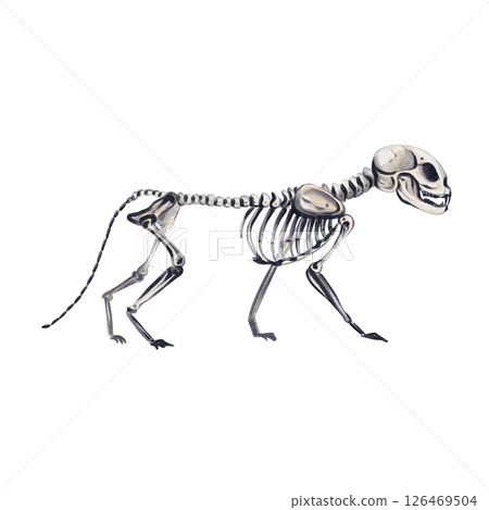 Skeleton of a cat. Animal walking. Bones and skull. Halloween decor. Vintage animal. Black and white kitten. Watercolor illustration without background. Hand drawing. High quality illustration 126469504