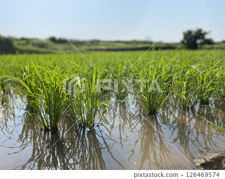 Vast rural landscape 126469574