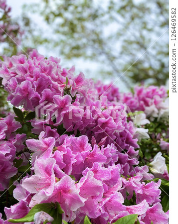 Bell-hanging azaleas blooming in the mountains 126469582