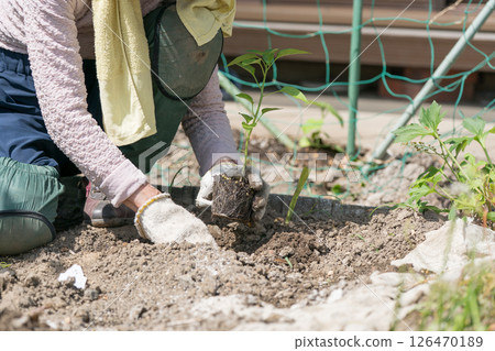 種植胡椒幼苗的高級婦女 種植胡椒幼苗的高級婦女 126470189