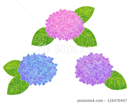 Watercolor style hydrangea Watercolor style hydrangea 126470407