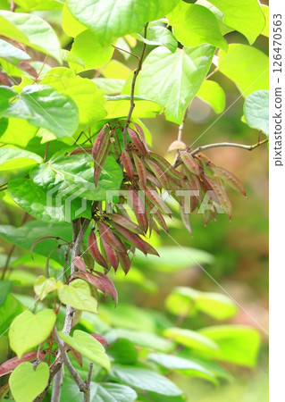 The fruit of Hanazuou 126470563