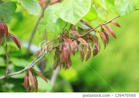 The fruit of Hanazuou 126470568