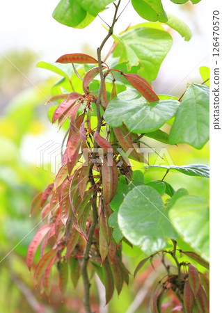 花王的果實 126470570