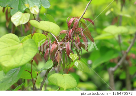 The fruit of Hanazuou 126470572