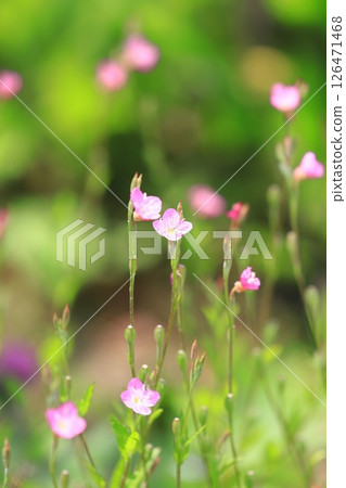 Pretty red flower evening primrose (evening primrose) Pretty red flower evening primrose (evening primrose) 126471468