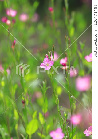 Pretty red flower evening primrose (evening primrose) 126471489