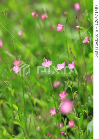 漂亮的紅花月見草(月見草) 漂亮的紅花月見草(月見草) 126471497