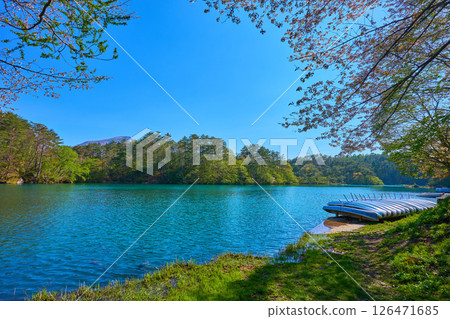 Spring view of fresh greenery and cherry blossoms from a rental boat near Lake Bishamon (Goshiki-numa) in Yama-gun, Fukushima Prefecture 126471685