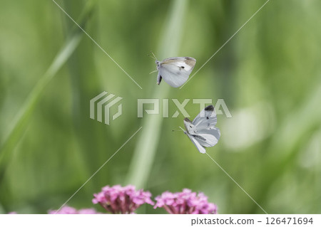 Two white butterflies flying in the air Two white butterflies flying in the air 126471694