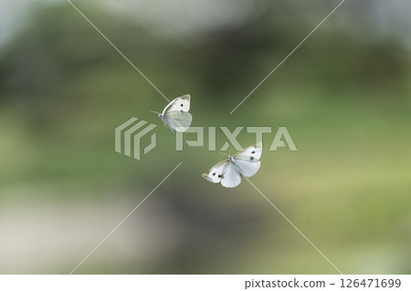 Two white butterflies flying in the air Two white butterflies flying in the air 126471699