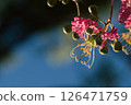 Crape myrtle flowers shining in the backlight 126471759
