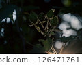 Hibiscus buds illuminated by light 126471761