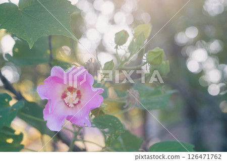 Hibiscus hilosophia bathed in the morning sun 126471762