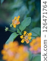 Lantana yellow flower 126471764