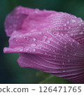 Pink hibiscus flowers wet with rain 126471765
