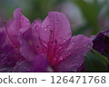Azalea wet in the rain 126471768