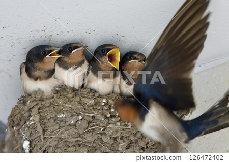 swallow / Japan 126472402