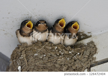 燕子 / 日本 燕子 / 日本 126472404