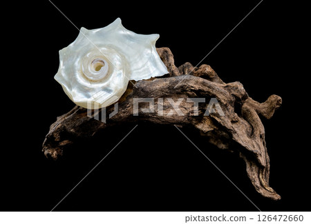 Pearled Delphinula Seashell on Weathered Driftwood 126472660