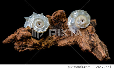 Pearled Delphinula Seashell on Weathered Driftwood 126472661