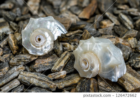 Two Pearled Delphinula Shells on Rocky Surface Two Pearled Delphinula Shells on Rocky Surface 126472662