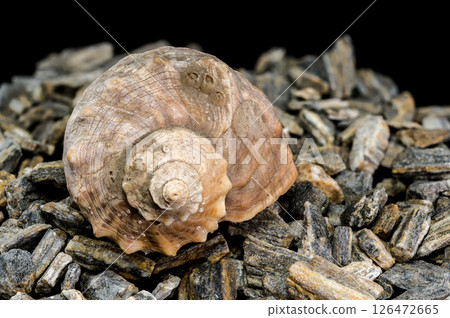 Rapana Seashell on Rocky Surface 126472665