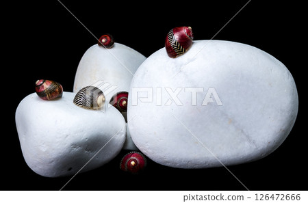 Elegant Seashell with White Stones on Black Elegant Seashell with White Stones on Black 126472666