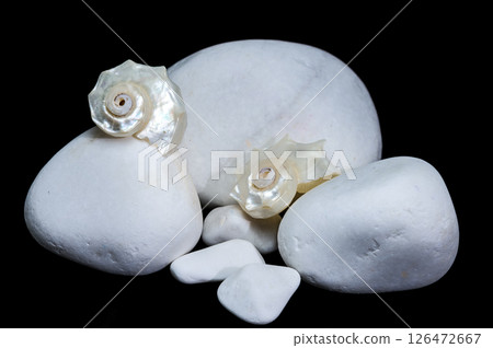Elegant Seashell with White Stones on Black Elegant Seashell with White Stones on Black 126472667