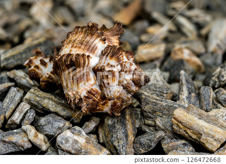 Spiny Dye-Murex Seashell on Rocky Surface Spiny Dye-Murex Seashell on Rocky Surface 126472668
