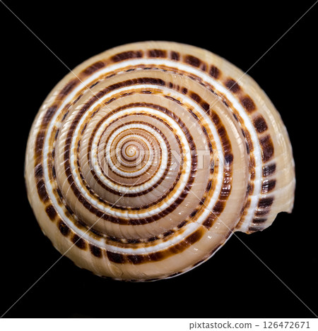 Architectonica perspectiva Shell 126472671
